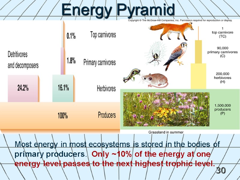 30 Most energy in most ecosystems is stored in the bodies of primary producers.